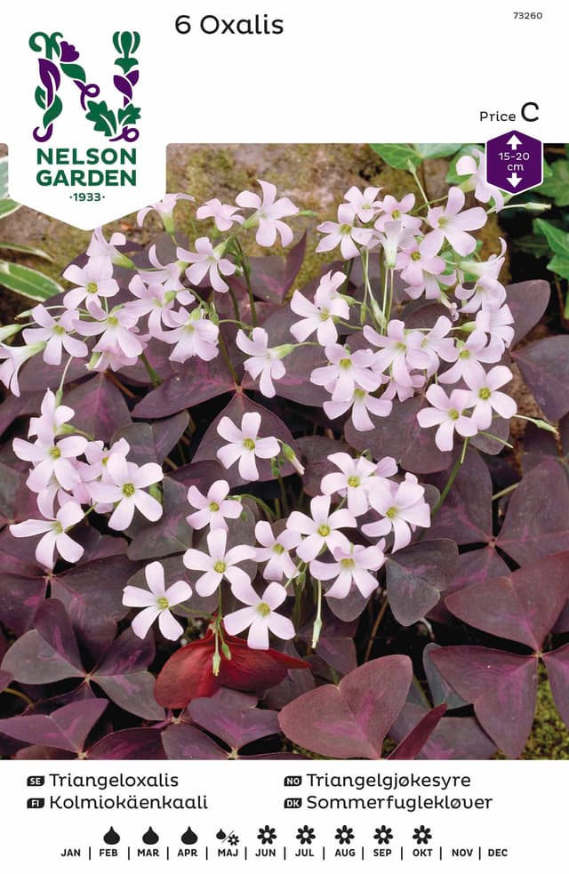Vårlök Triangeloxalis