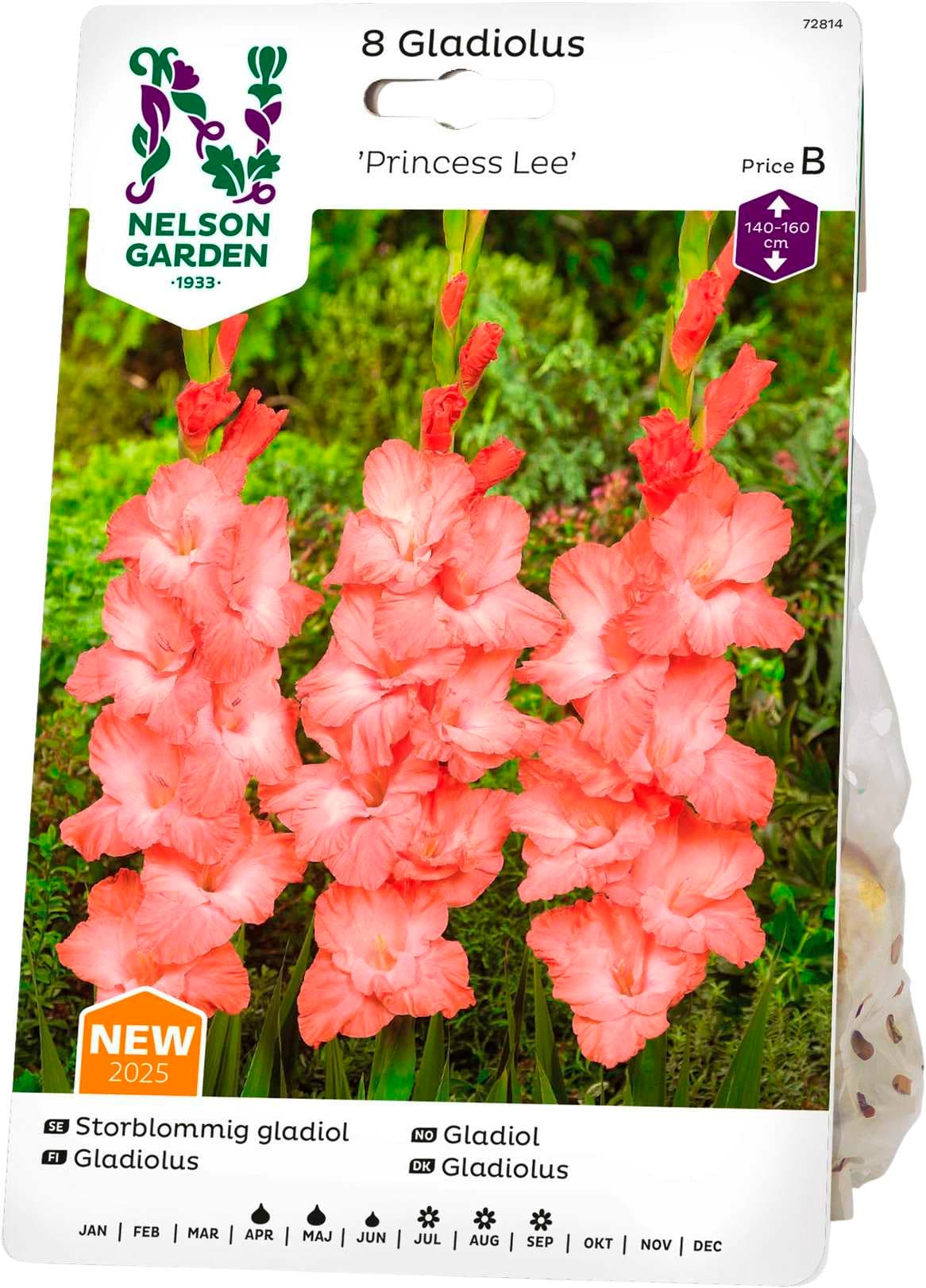 Vårlök Gladiol Storblommig Princess Lee