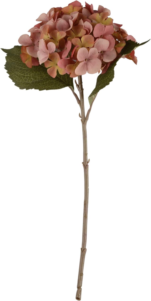 Sidenblomma Hortensia