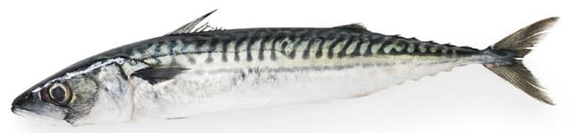 Makrill Hel