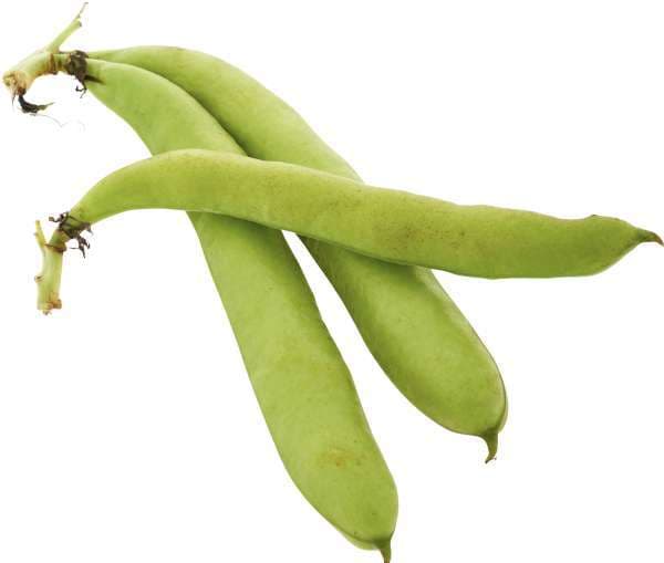 Bondbönor