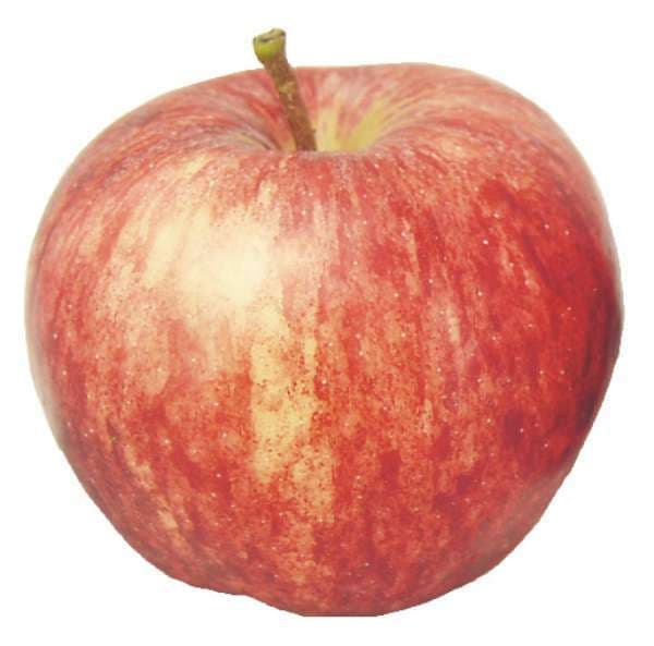 Äpple Royal Gala
