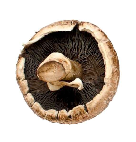 Portabello