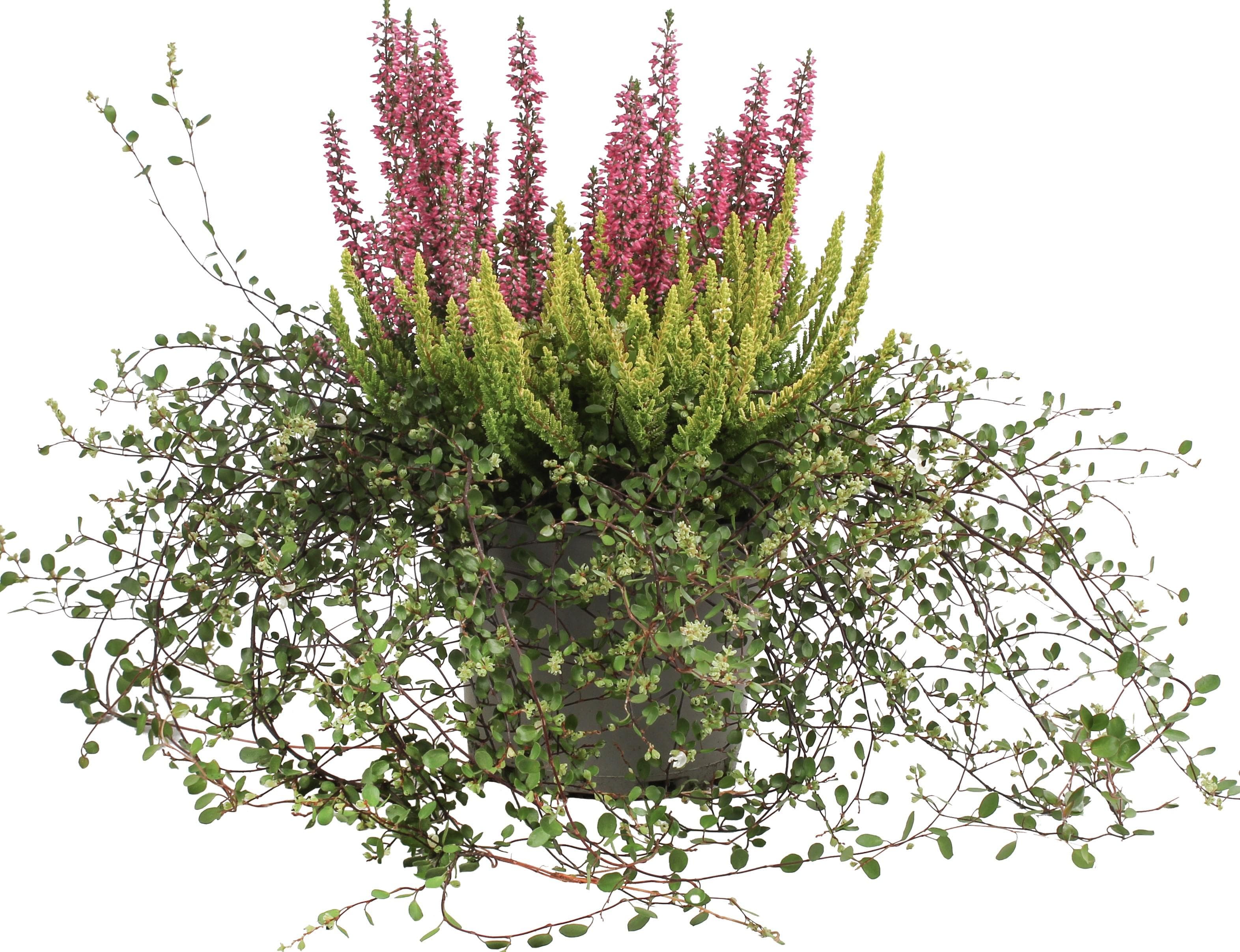 Calluna Heide Mix