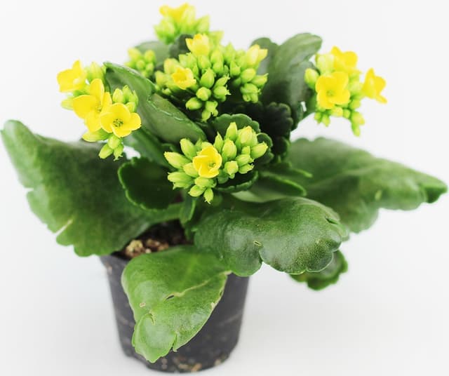 Kalanchoe Mini