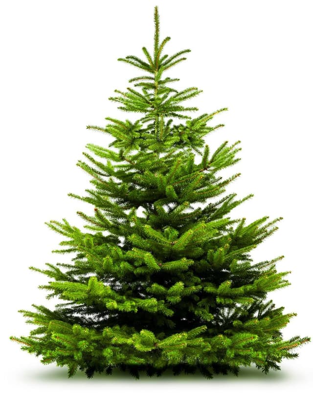 Julgran 175225cm
