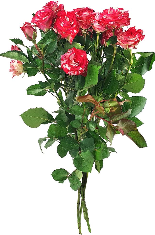 Kvistrosor I Bunt 50cm Fairtrade