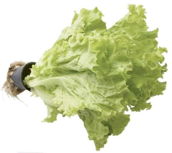 Kruksallat