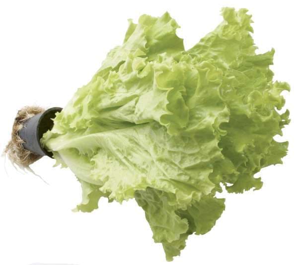 Kruksallat