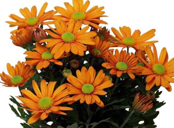Krysantemum Orange