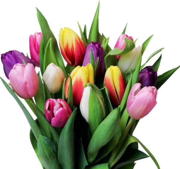 Tulpaner 13-Pack