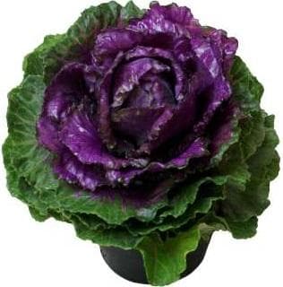 Prydnadskål Brassica 12cm