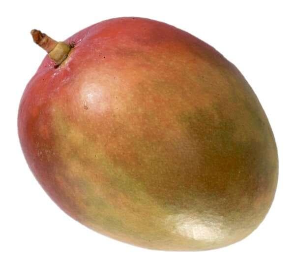 Mango Klass 1