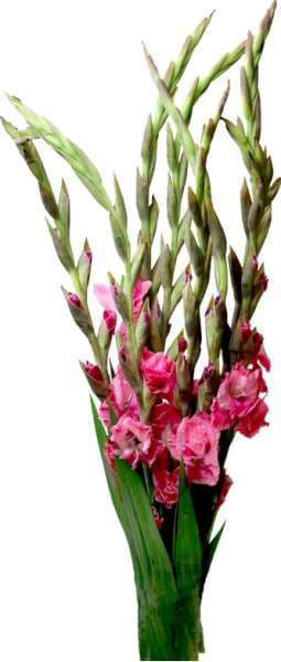 Gladiolus I Bunt 5-Pack