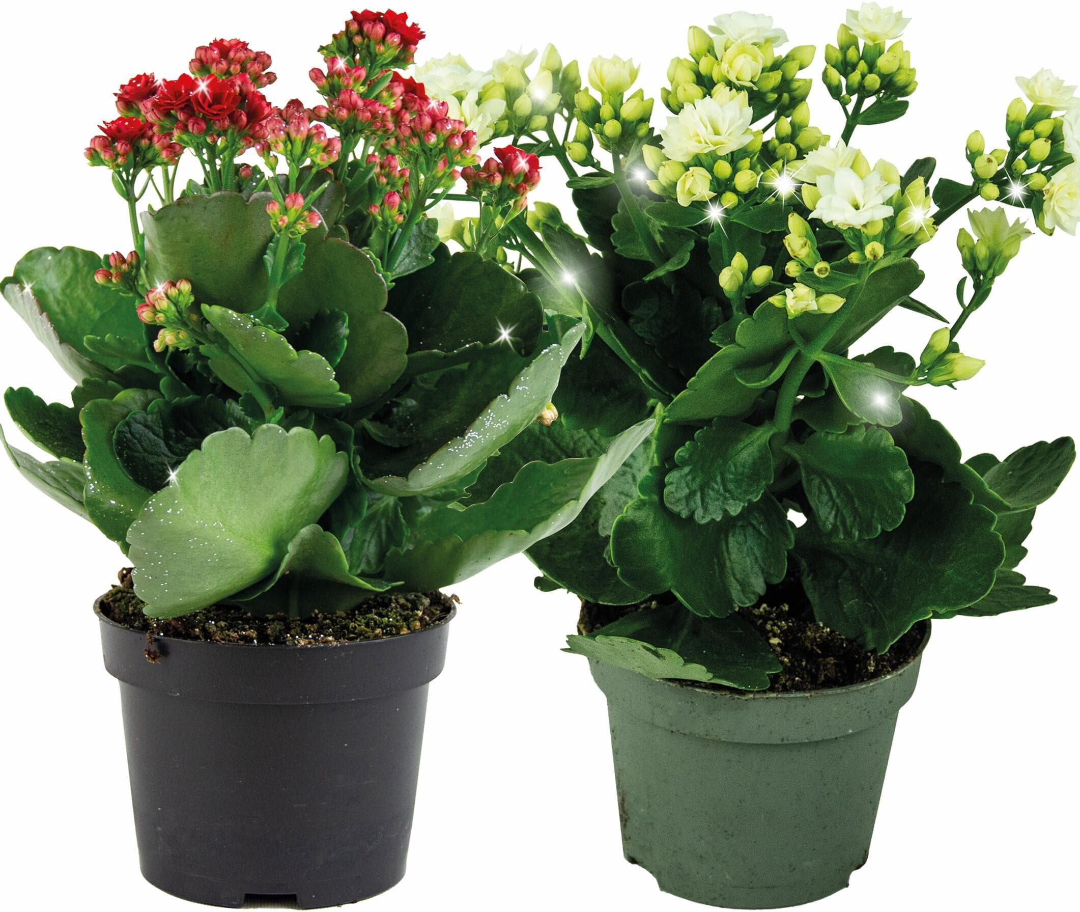 Kalanchoe Glitter Röd