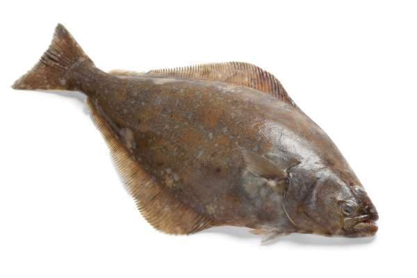 Hälleflundra