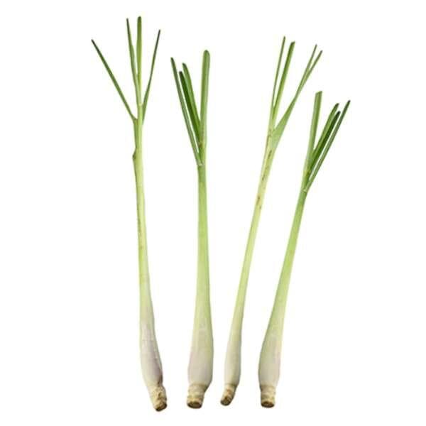 Citrongräs, Klass 1