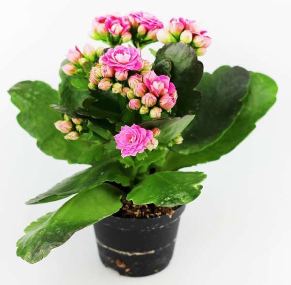 Kalanchoe Mini