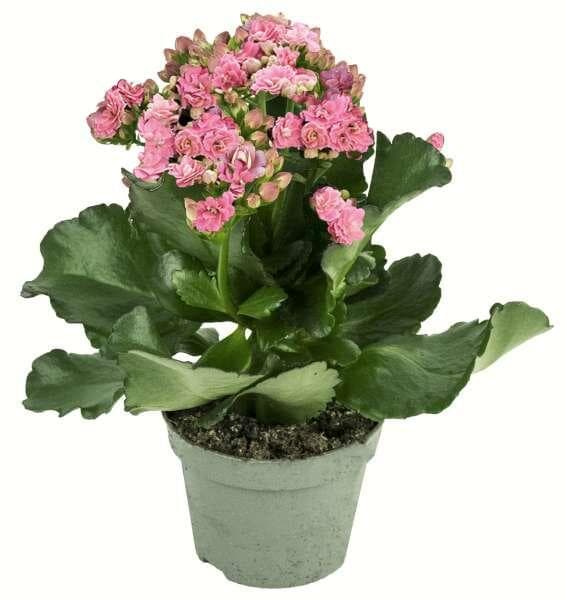 Kalanchoe 12cm