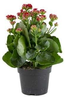 Kalanchoe 12cm
