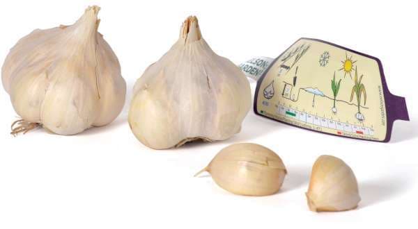 Vitlök Messidor