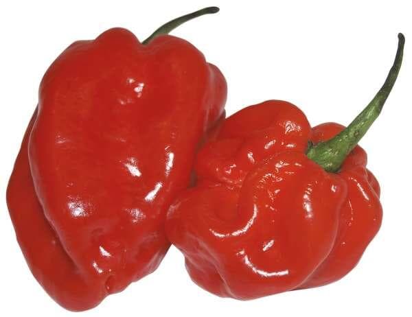 Röd Habanero i Strut Klass 1