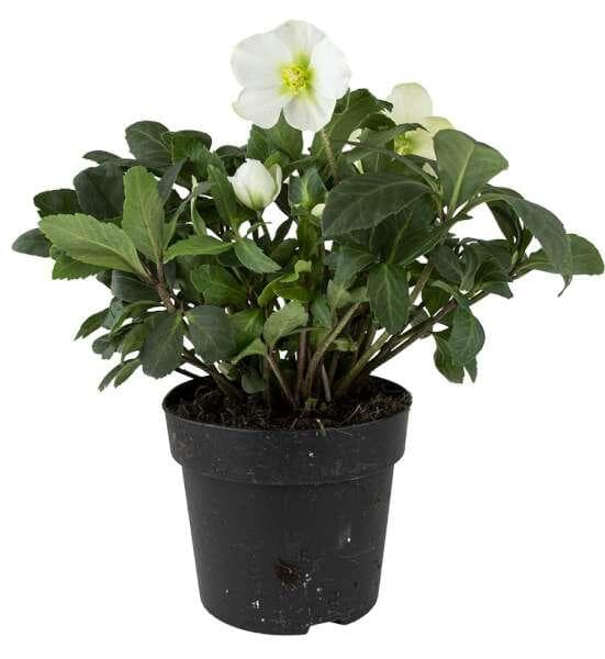 Julros Helleborus Niger