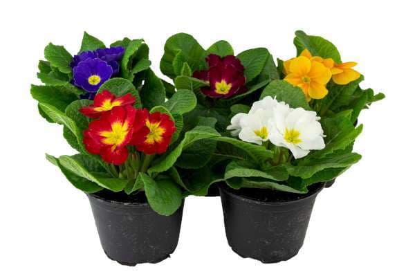 Jordviva Primula Vulgaris