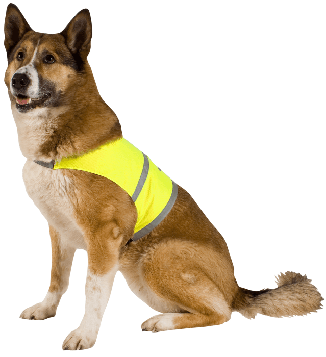 Reflexväst för hund Large