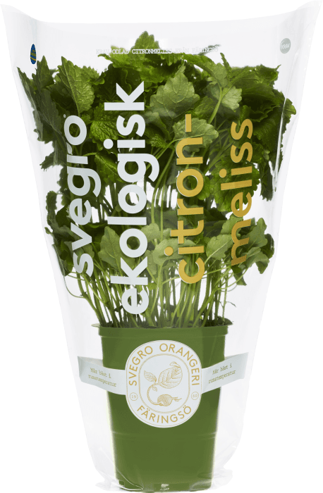 Citronmeliss Kruka Klass1 Sverige