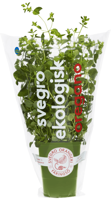 Oregano Kruka Eko Klass 1