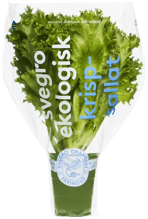 Krispsallad kruka