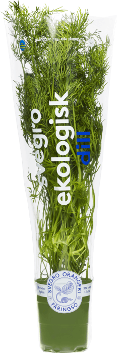 Dill i kruka Ekologisk