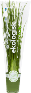 Gräslök i kruka Ekologisk