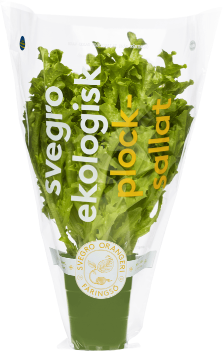 Sallat Grön Kruka Eko