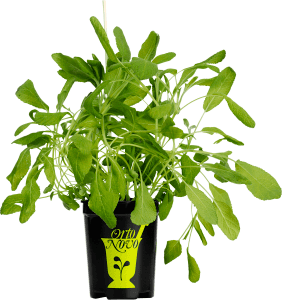 Salvia i kruka