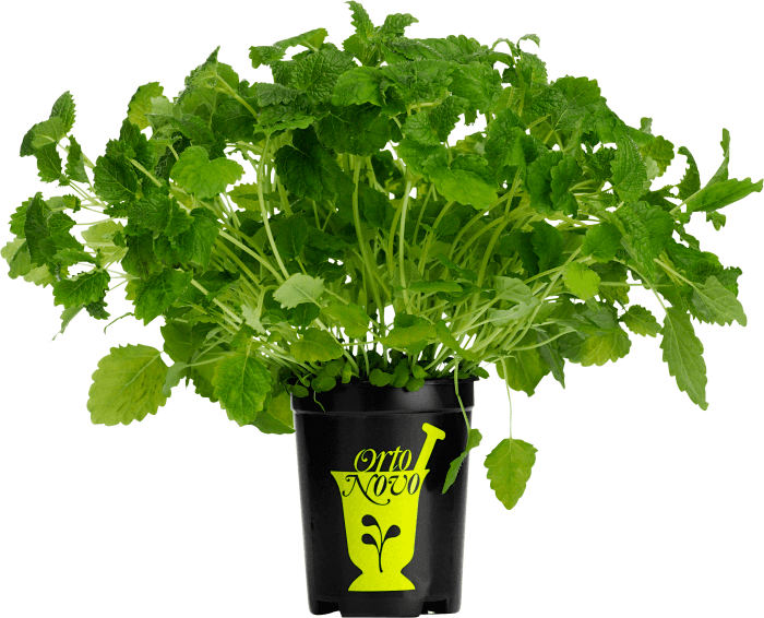 Citronmeliss i kruka