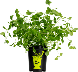 Oregano i kruka