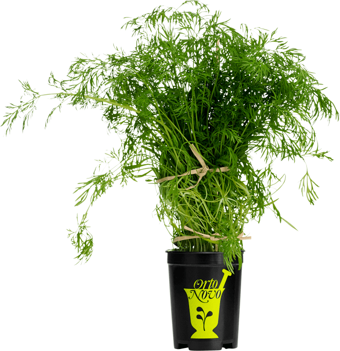 Dill i kruka KRAV Klass