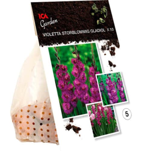 Gladiolus Violetta