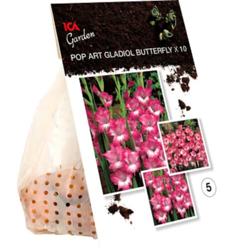 Gladiolus Pop Art Butterfly Rosa