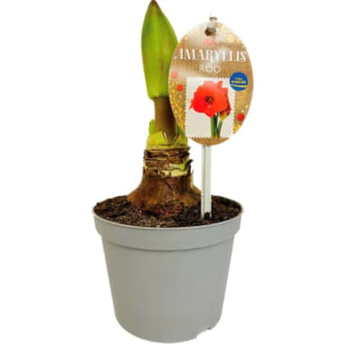 Amaryllis röd