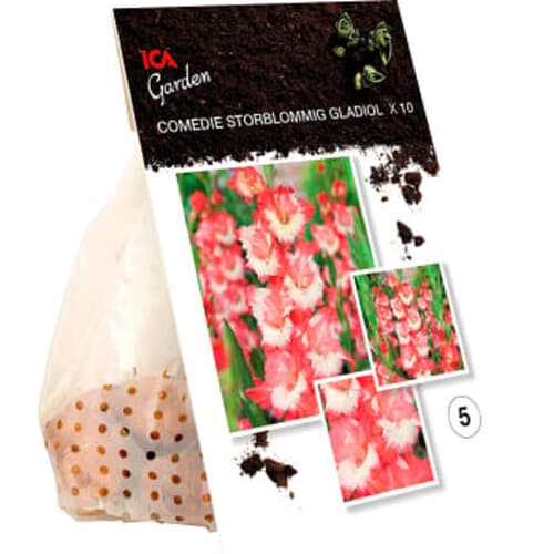 Gladiol Comedie röd