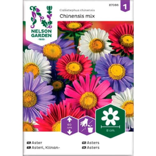 Aster Enkel blandade färger