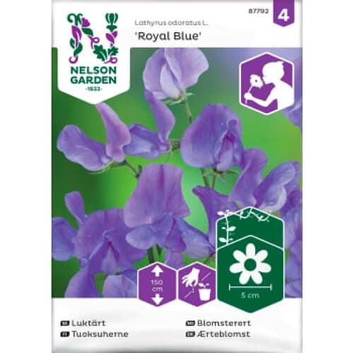 Luktärt Royal Blue