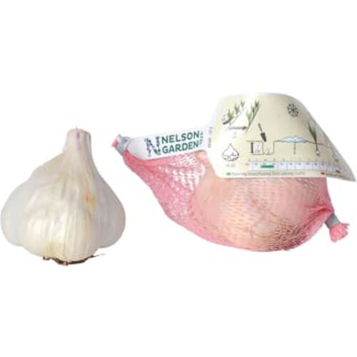 Vitlök Messidor