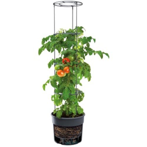 Odlingskruka tomat