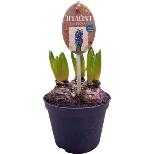 Hyacint 3 plant blå