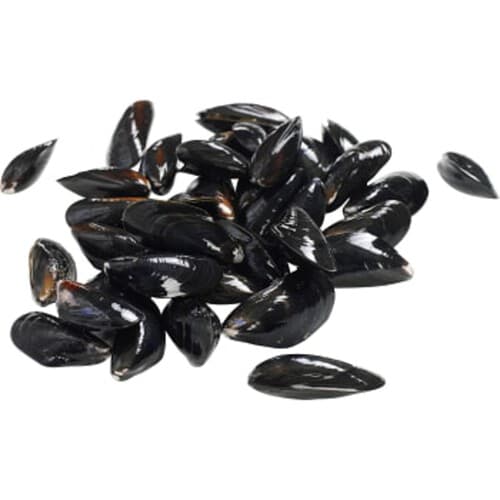 Blåmusslor