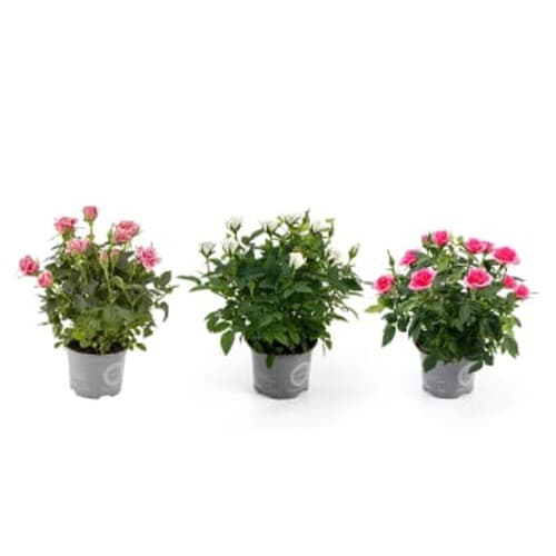 Ros småblommig varierande färger